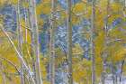 USA, Colorado, Grand Mesa. Aspen trees in winter. Art Print